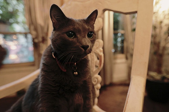 フジコ・ヘミング　永遠の音色、画像8