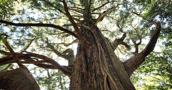 森に聴くListen to the Forest、画像1