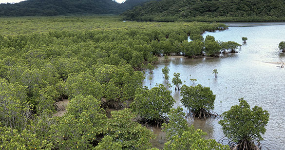 森に聴くListen to the Forest、画像3