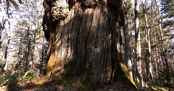 森に聴くListen to the Forest、画像4