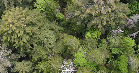 森に聴くListen to the Forest、画像9