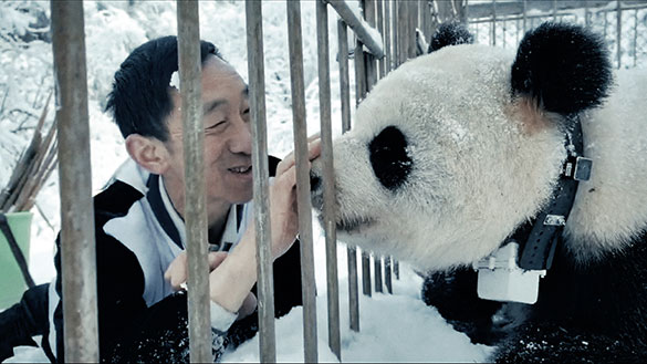 パンダのすごい世界、画像1