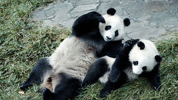 パンダのすごい世界、画像2