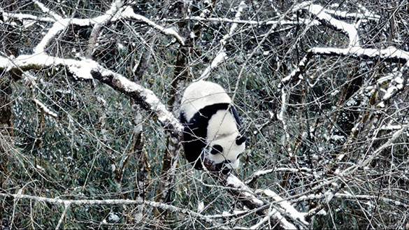 パンダのすごい世界、画像6